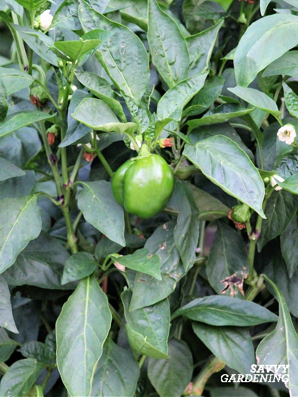 When to Pick Lunch Box Peppers: Harvesting Tips 17 when to pick lunch box peppers