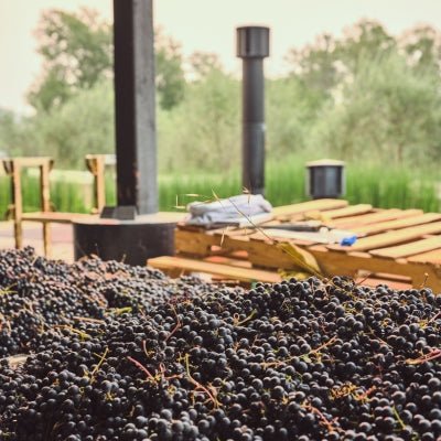 Wine Making With Grapes: Ultimate Guide to Crafting Perfect Wine 13 wine making with grapes