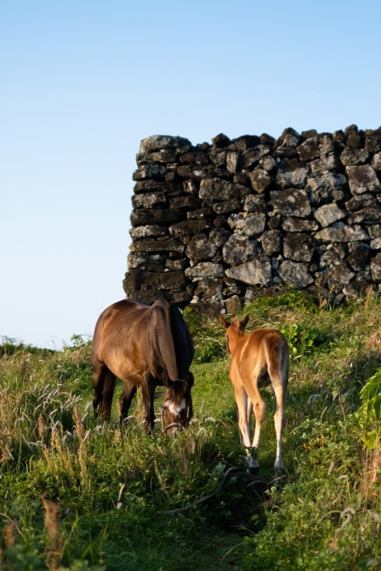 How to Build a Pony Wall for Kitchen Island: Easy Step-by-Step Guide 5 How to Build a Pony Wall for Kitchen Island Easy Step by Step Guide