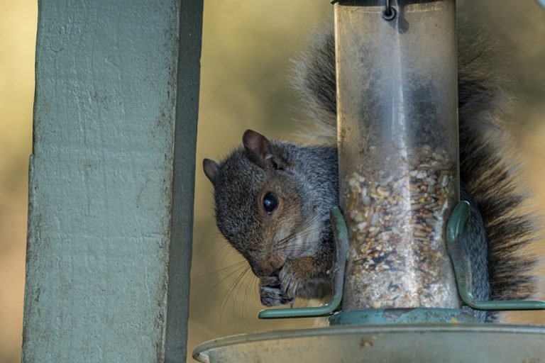 More Birds Squirrel Lunch Box: Ultimate Wildlife Feeding Guide 15 More Birds Squirrel Lunch Box Ultimate Wildlife Feeding Guide